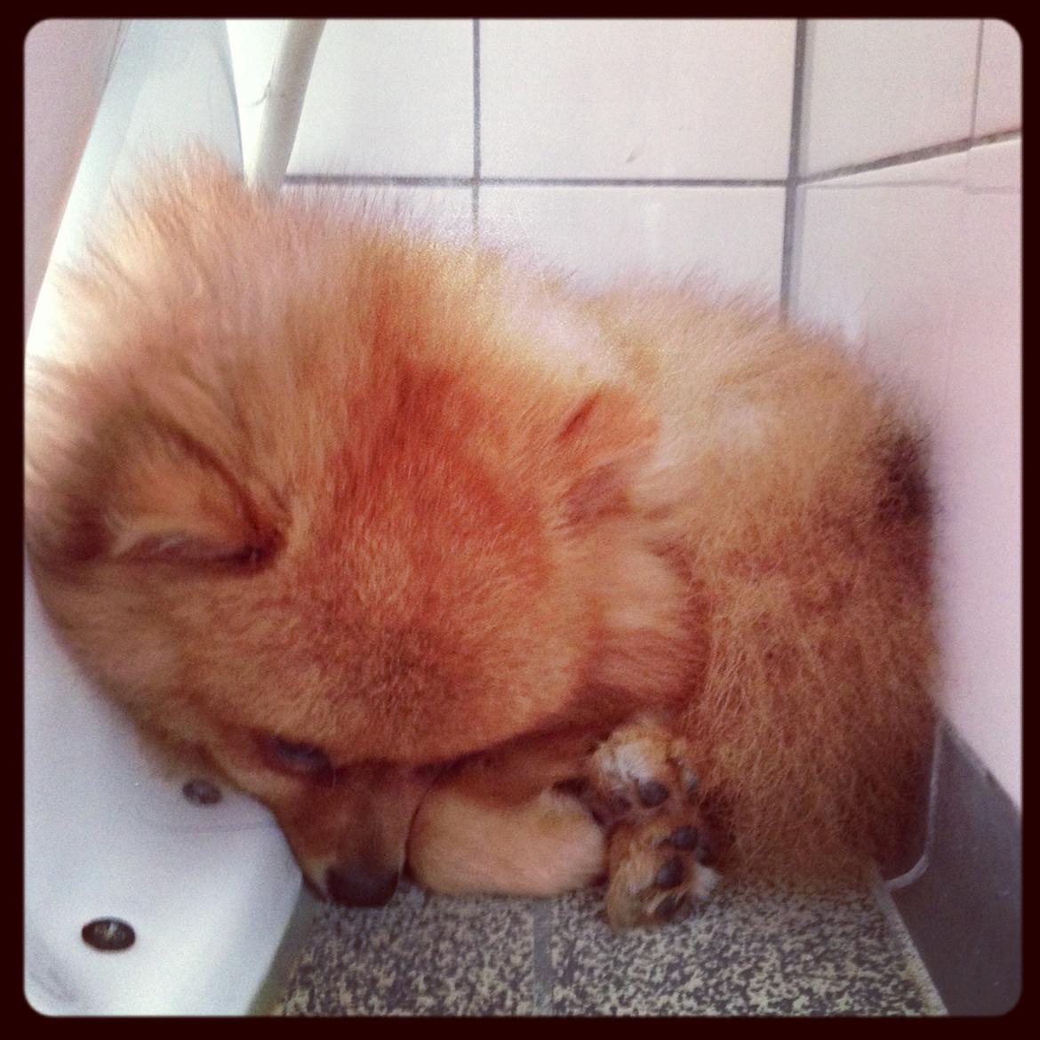 Pomeranian Cocio Topsy billede 25