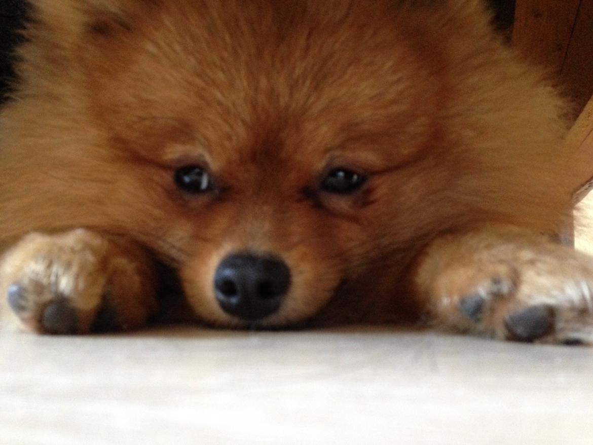 Pomeranian Cocio Topsy billede 26