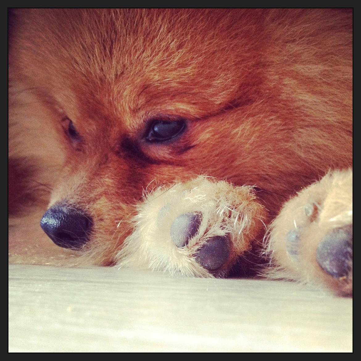 Pomeranian Cocio Topsy billede 27