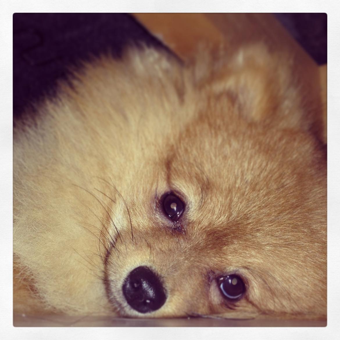 Pomeranian Cocio Topsy billede 28