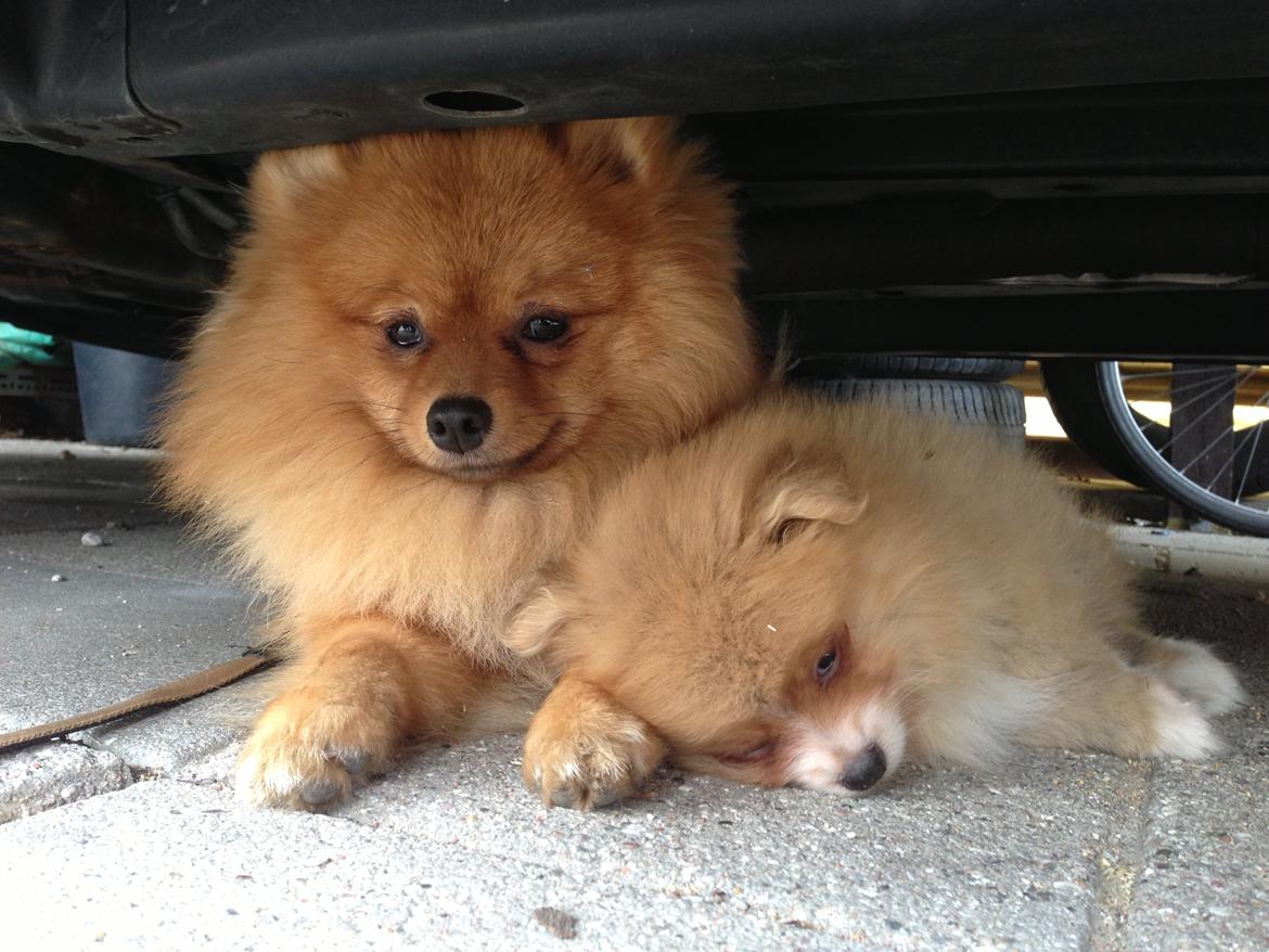 Pomeranian Cocio Topsy billede 29