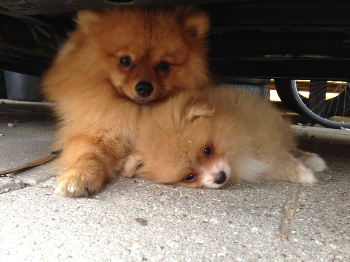 Pomeranian Cocio Topsy billede 30