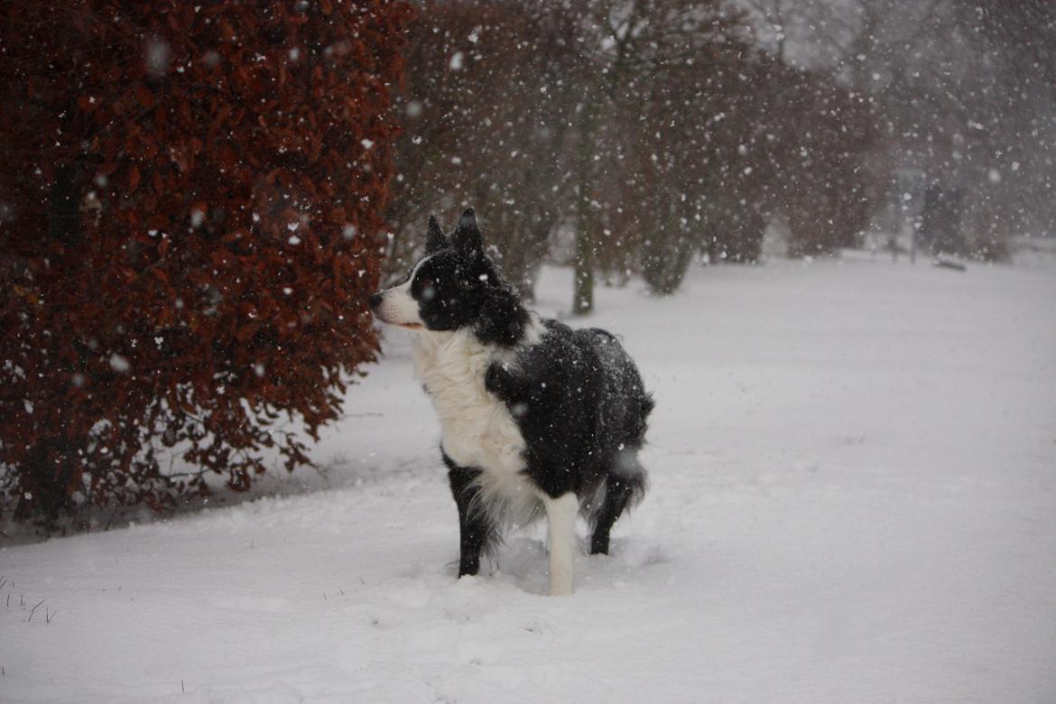 Border collie Daisy - 13 år billede 33