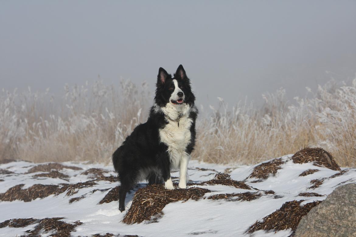 Border collie Daisy - 13 år billede 34