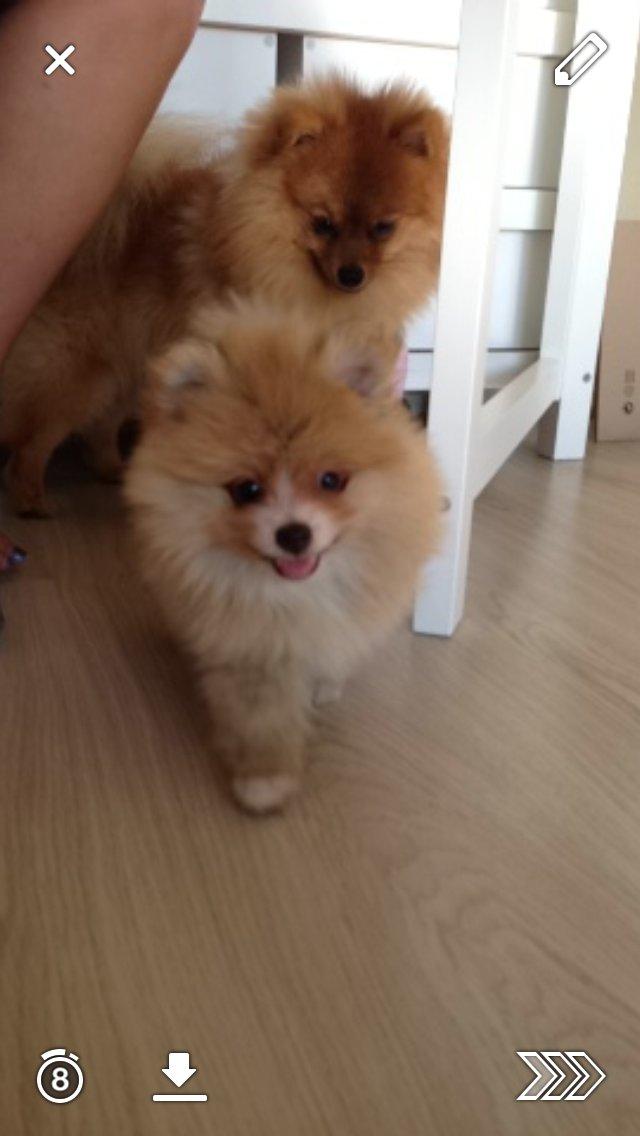 Pomeranian Happy Topsy billede 13