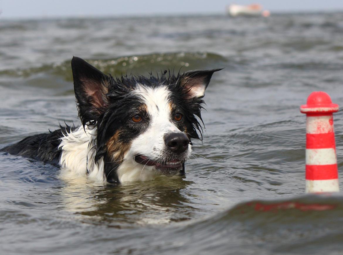 Border collie Tia - 12 år billede 21