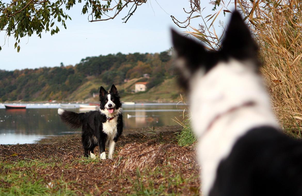 Border collie Tia - 12 år billede 22