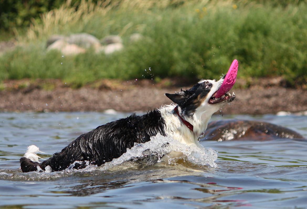 Border collie Tia - 12 år billede 23