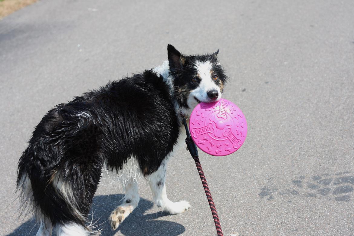 Border collie Tia - 12 år billede 24