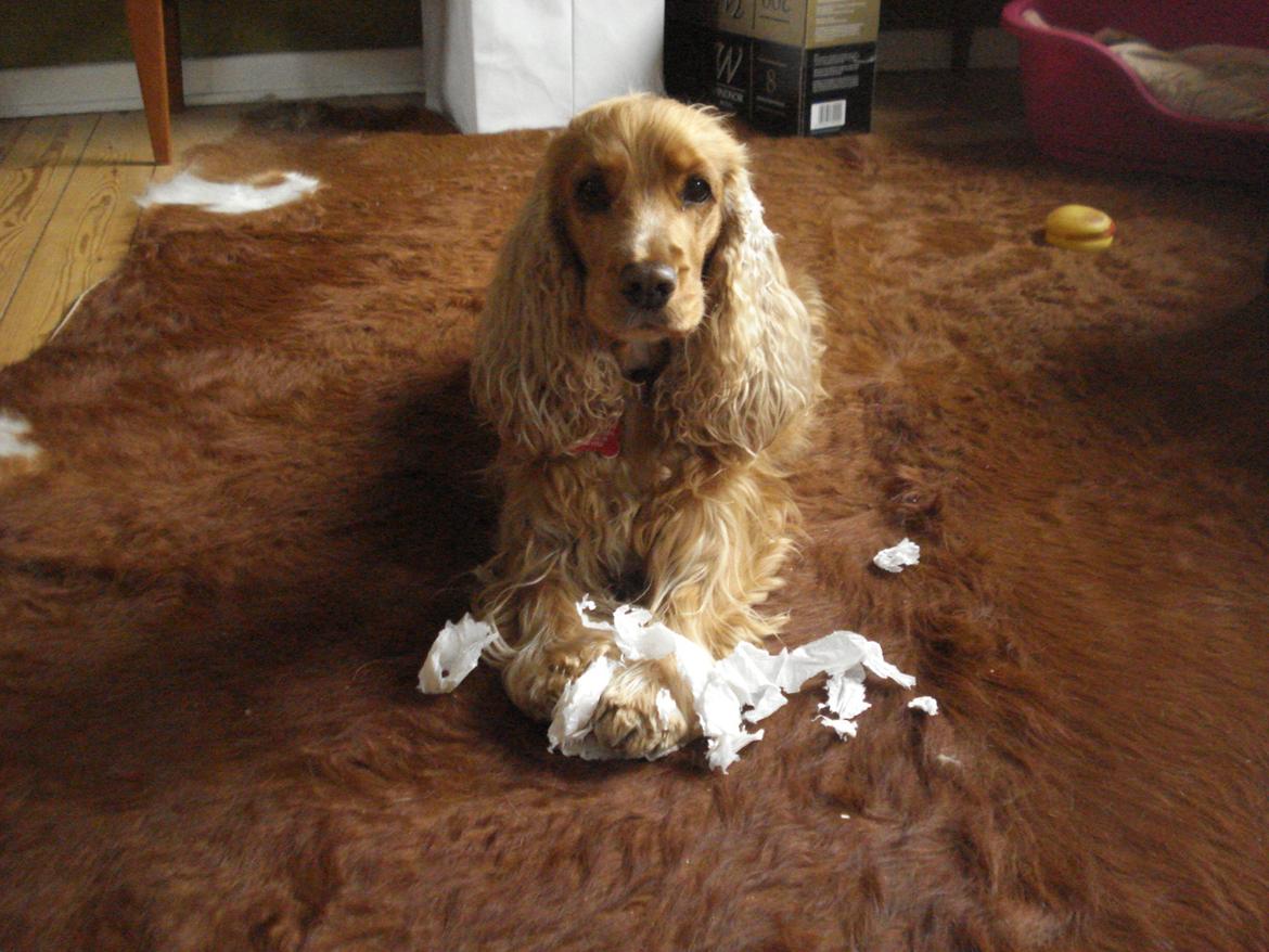 Cocker spaniel Bella (abeungen) - Jeg laver te om morgen og Bella laver konfetti. billede 4