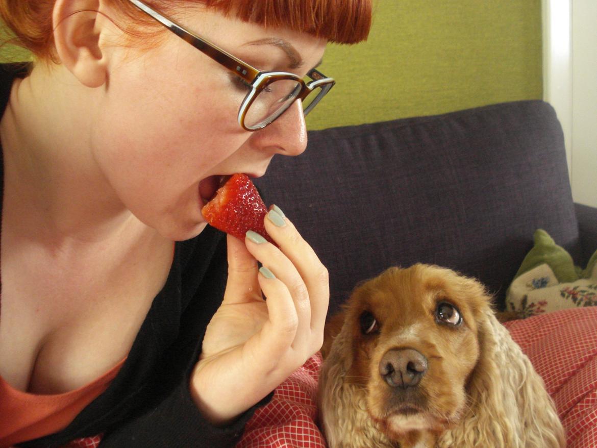 Cocker spaniel Bella (abeungen) - Jordbærtiggeri. billede 3