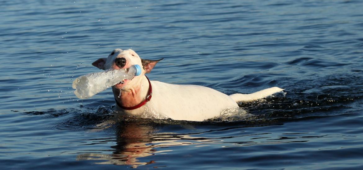 Bullterrier Lulu *himmelhund* billede 3