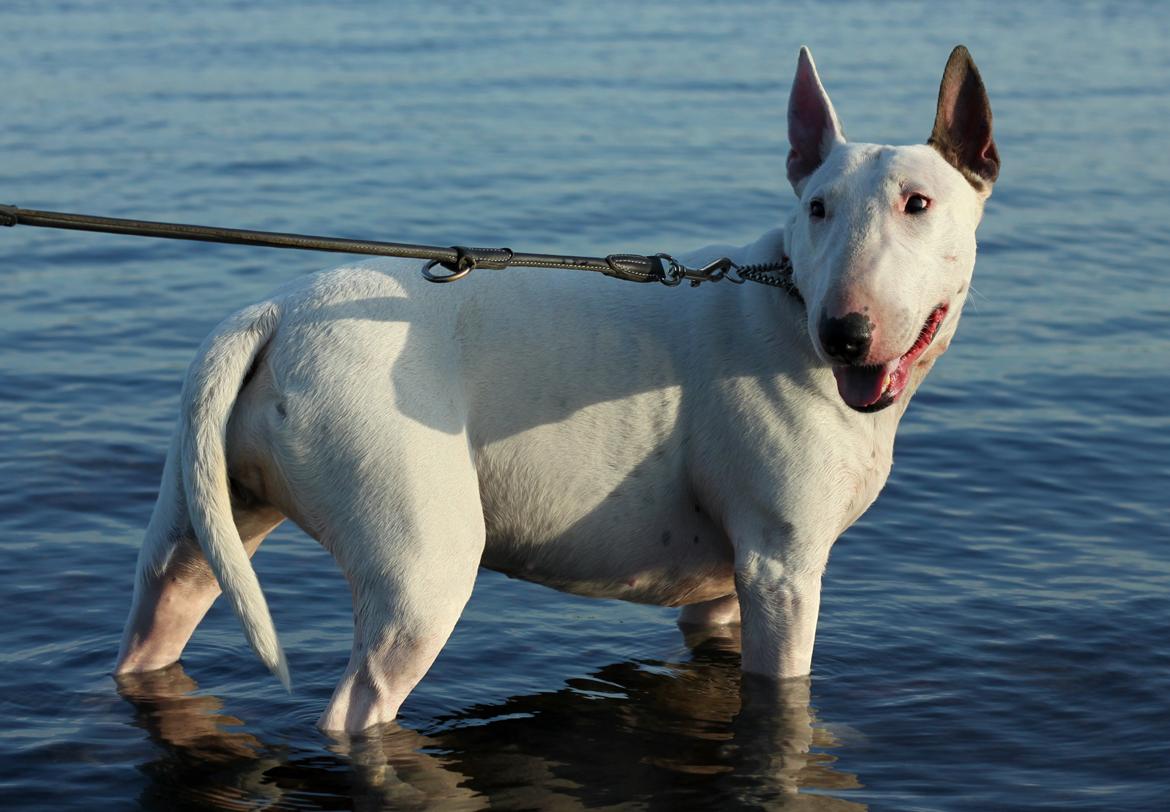 Bullterrier Lulu *himmelhund* billede 7