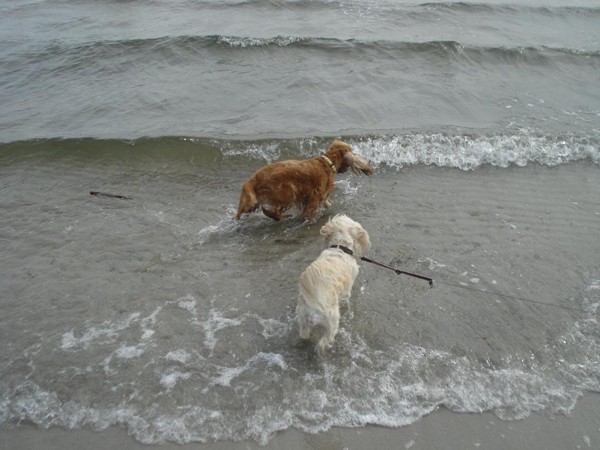 Cocker spaniel Bella (abeungen) - "Pinden røg dén vej!" - nej, Bella. Den ligger lige ved siden af dig... billede 2