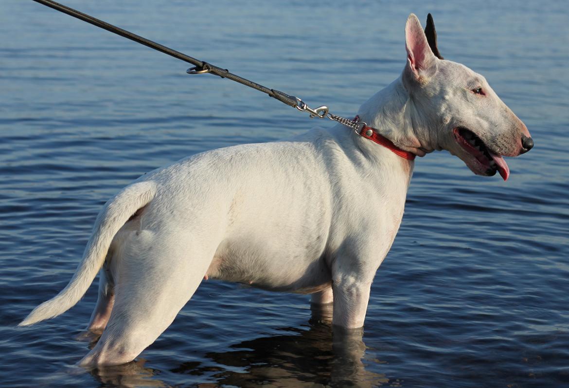 Bullterrier Lulu *himmelhund* billede 17