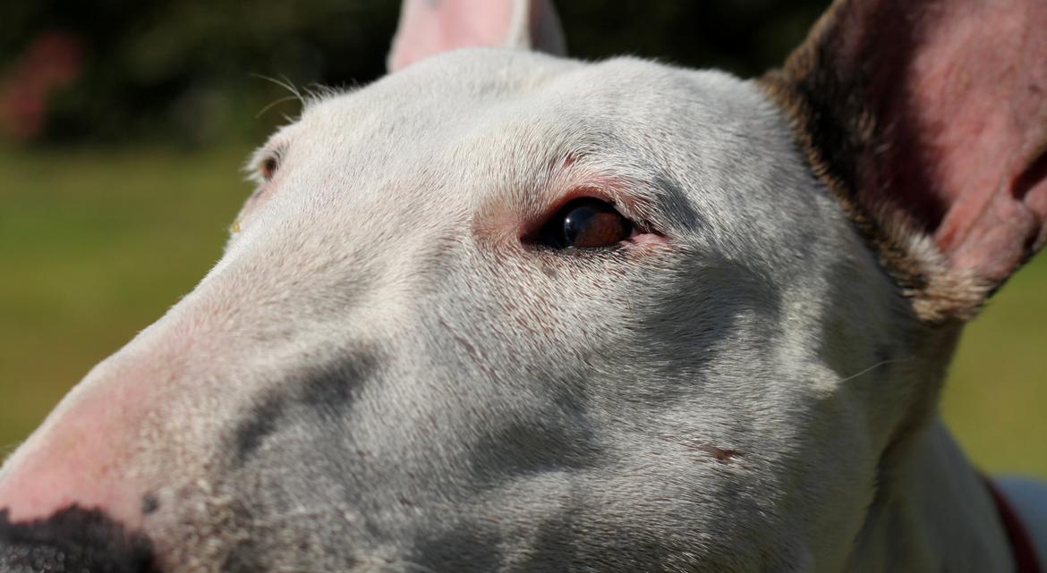 Bullterrier Lulu *himmelhund* billede 27