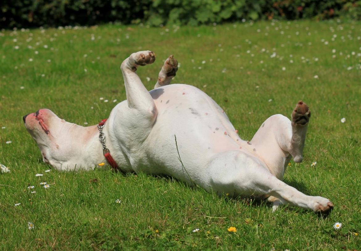 Bullterrier Lulu *himmelhund* billede 18