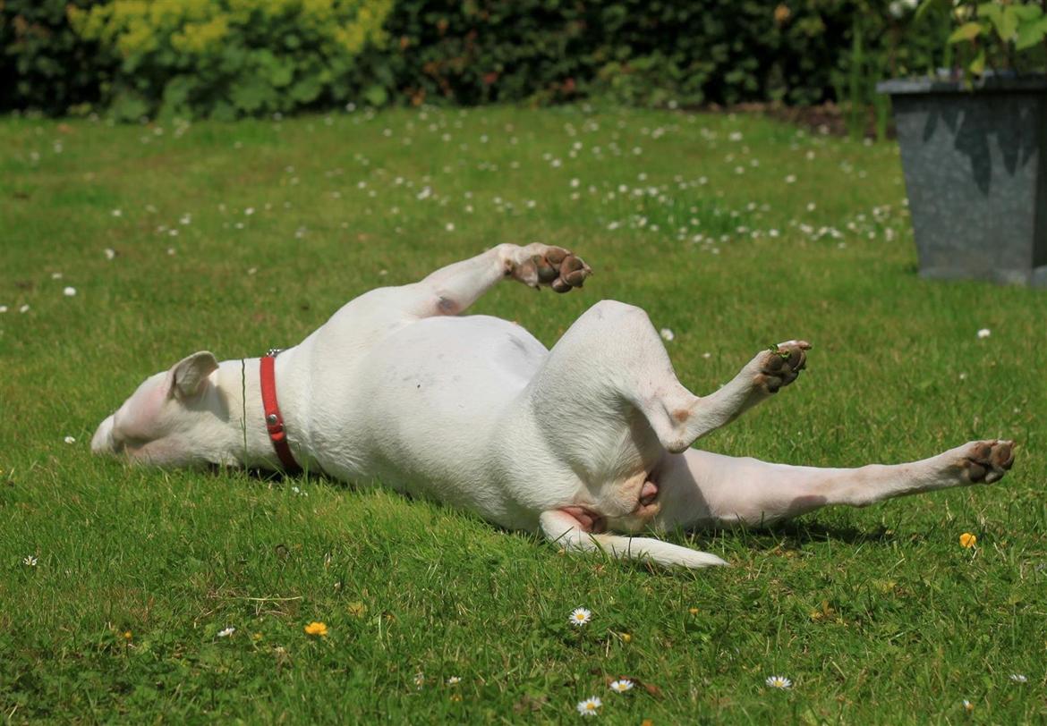 Bullterrier Lulu *himmelhund* billede 28