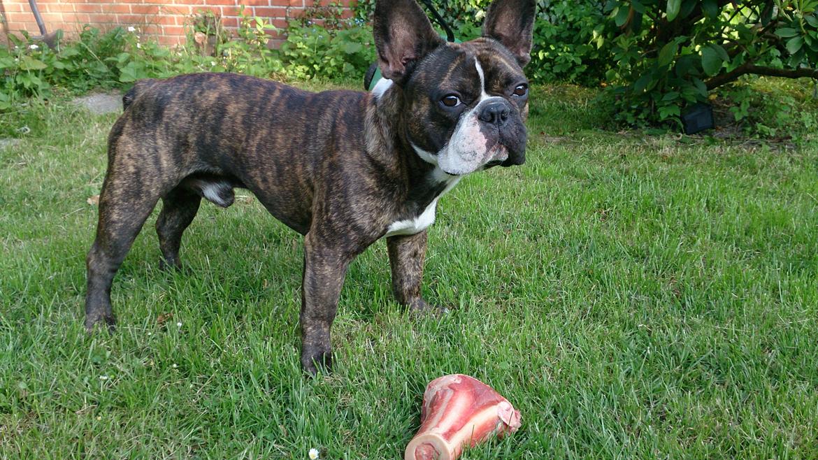 Fransk bulldog Tyson (Himmelhund)  - Næsten 2 år billede 2