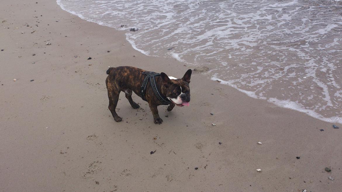 Fransk bulldog Tyson (Himmelhund)  - 1 år. Tyson er lidt bange for vand. billede 6