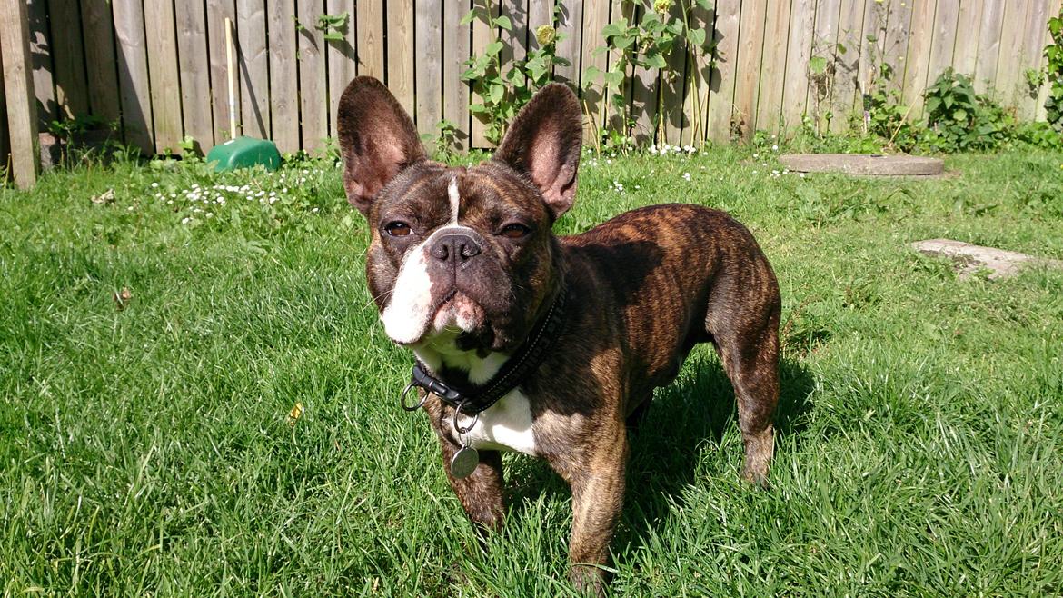 Fransk bulldog Tyson (Himmelhund)  - Næsten 2 år billede 1