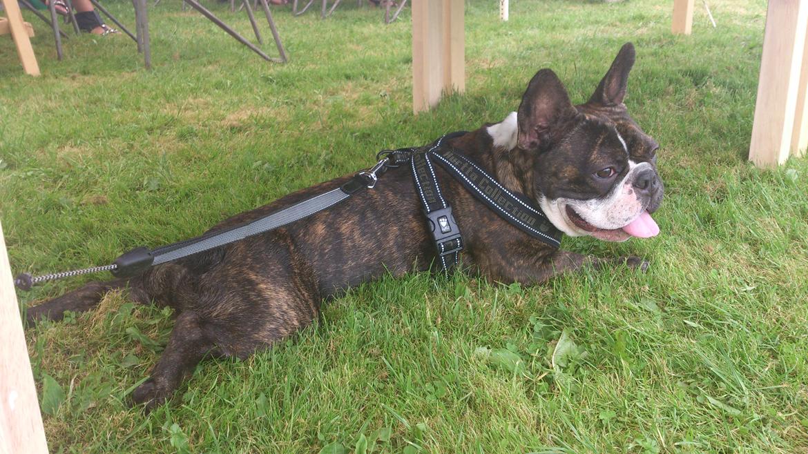 Fransk bulldog Tyson (Himmelhund)  - 1 år billede 3