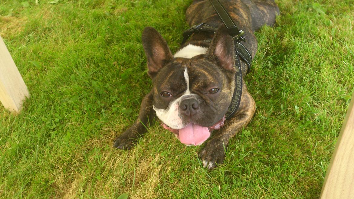 Fransk bulldog Tyson (Himmelhund)  billede 4