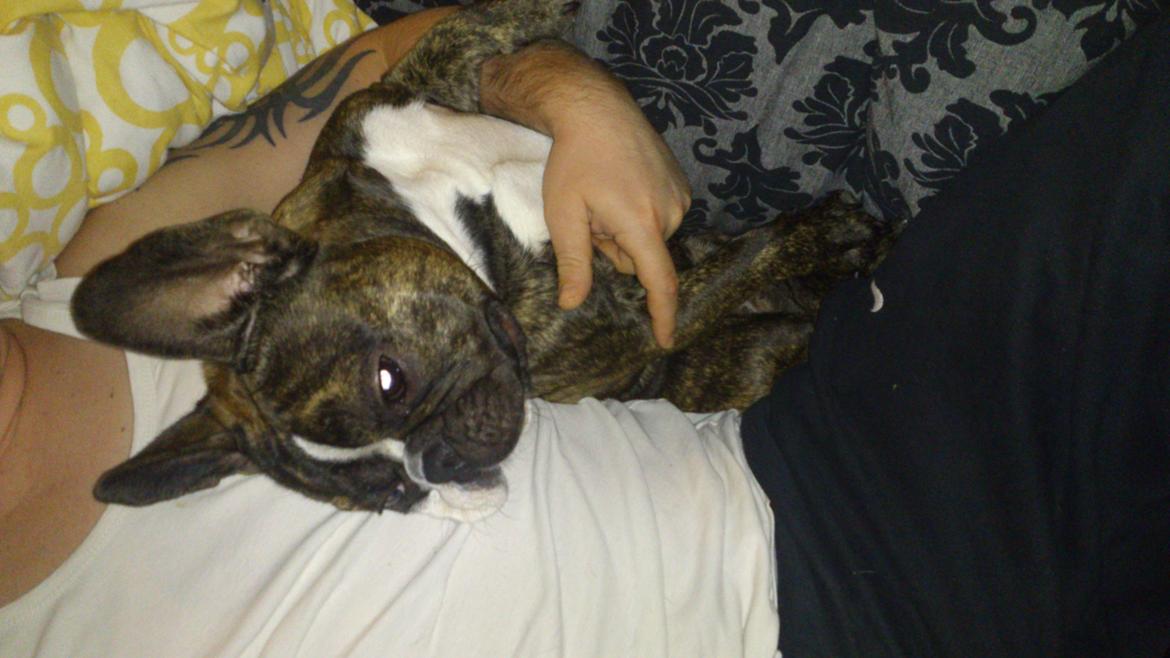 Fransk bulldog Tyson (Himmelhund)  billede 5