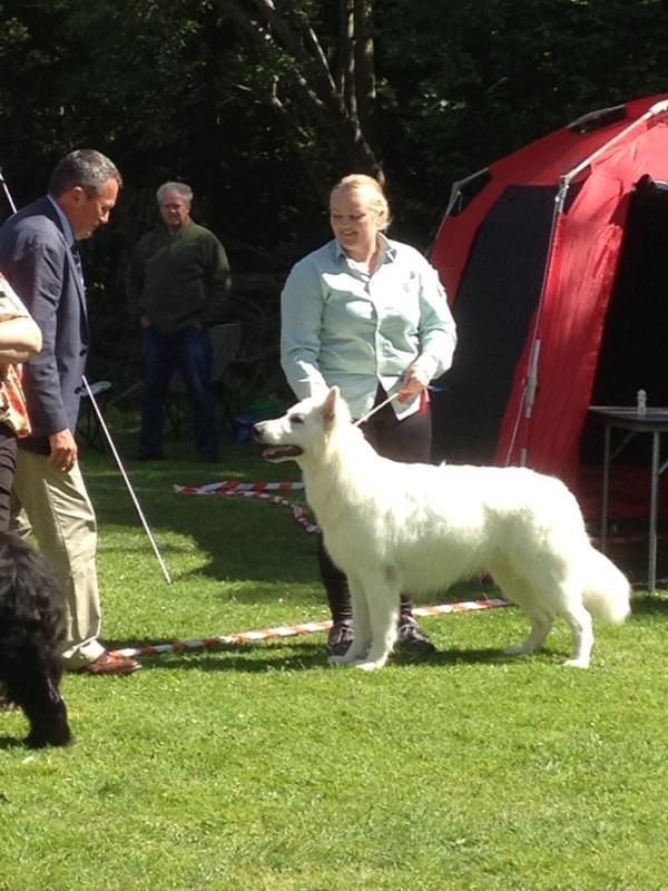Hvid Schweizisk Hyrdehund MTM Qing Quicksilver billede 3