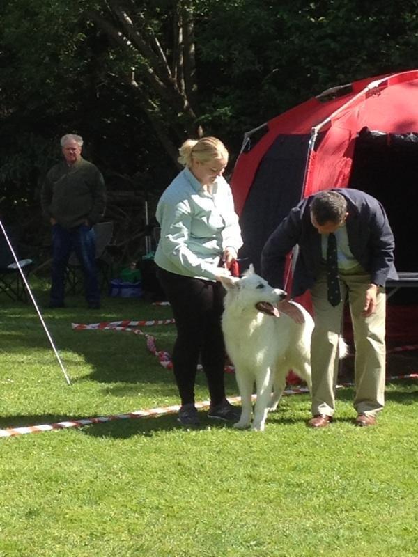 Hvid Schweizisk Hyrdehund MTM Qing Quicksilver billede 5