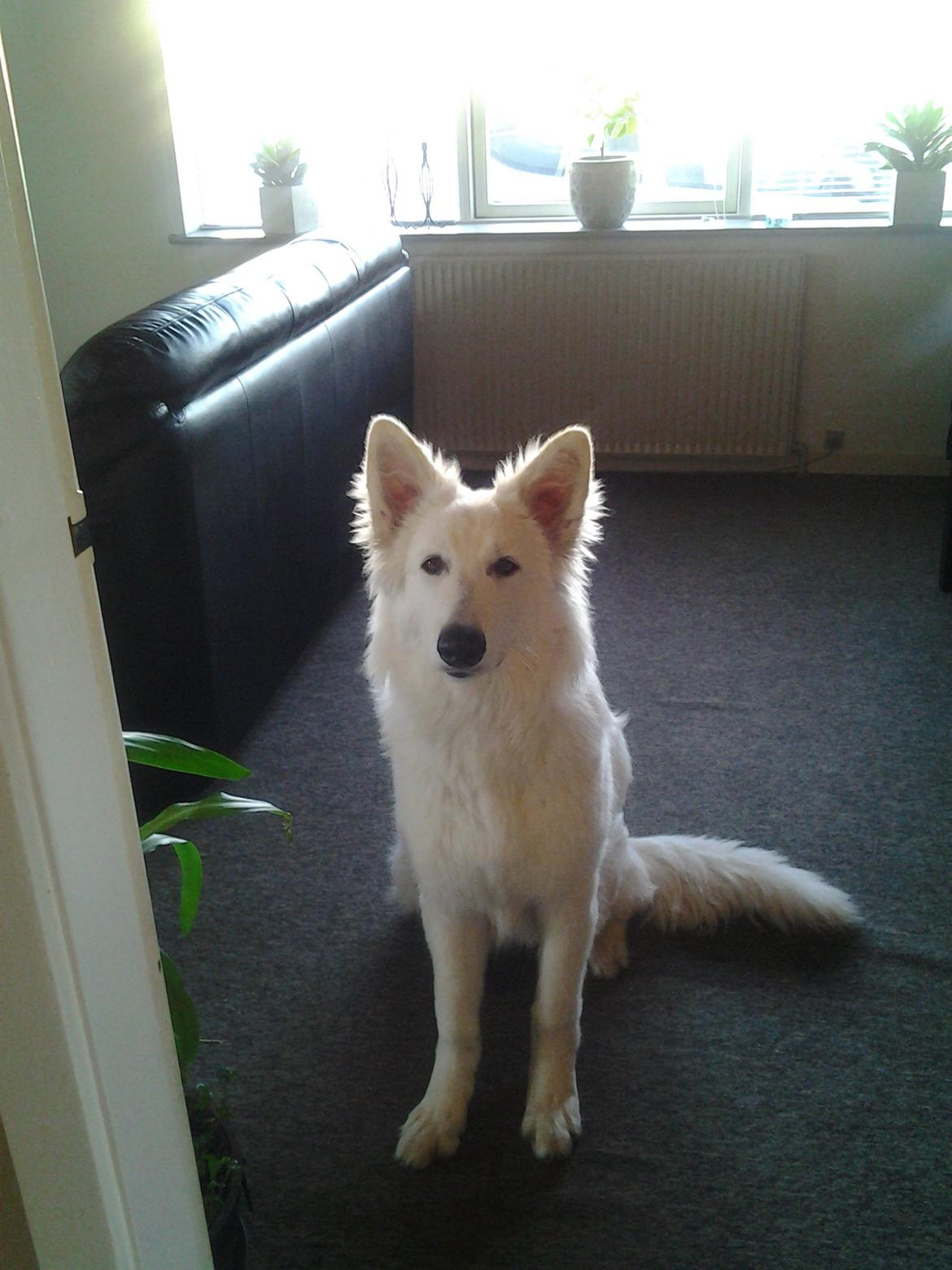 Hvid Schweizisk Hyrdehund MTM Qing Quicksilver billede 6