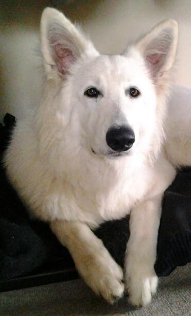 Hvid Schweizisk Hyrdehund MTM Qing Quicksilver billede 27