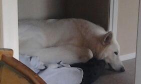 Hvid Schweizisk Hyrdehund MTM Qing Quicksilver billede 28