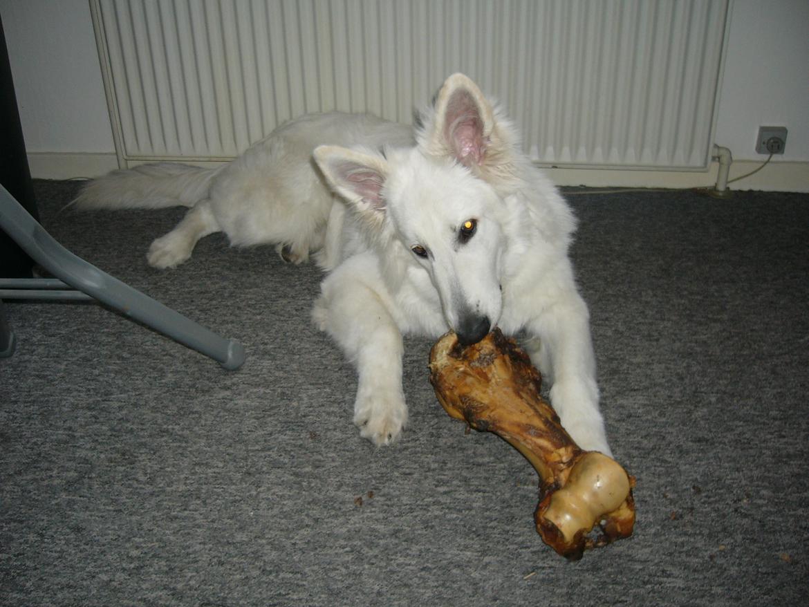 Hvid Schweizisk Hyrdehund MTM Qing Quicksilver billede 29