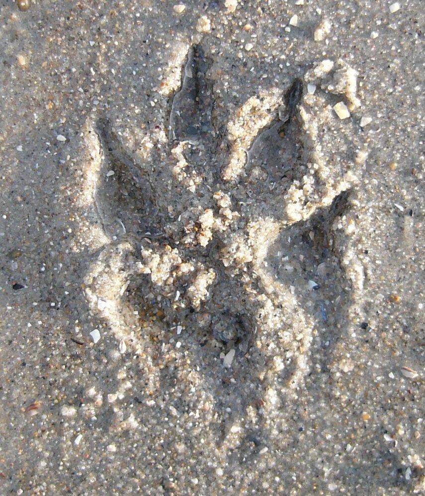 Hvid Schweizisk Hyrdehund MTM Qing Quicksilver billede 30