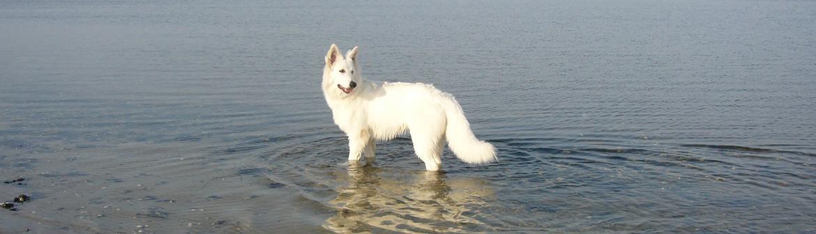 Hvid Schweizisk Hyrdehund MTM Qing Quicksilver billede 31