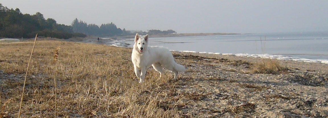 Hvid Schweizisk Hyrdehund MTM Qing Quicksilver billede 32