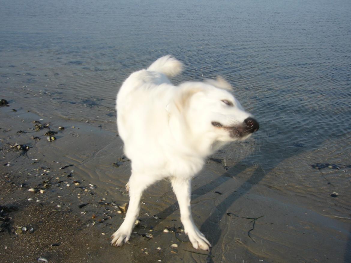 Hvid Schweizisk Hyrdehund MTM Qing Quicksilver billede 33