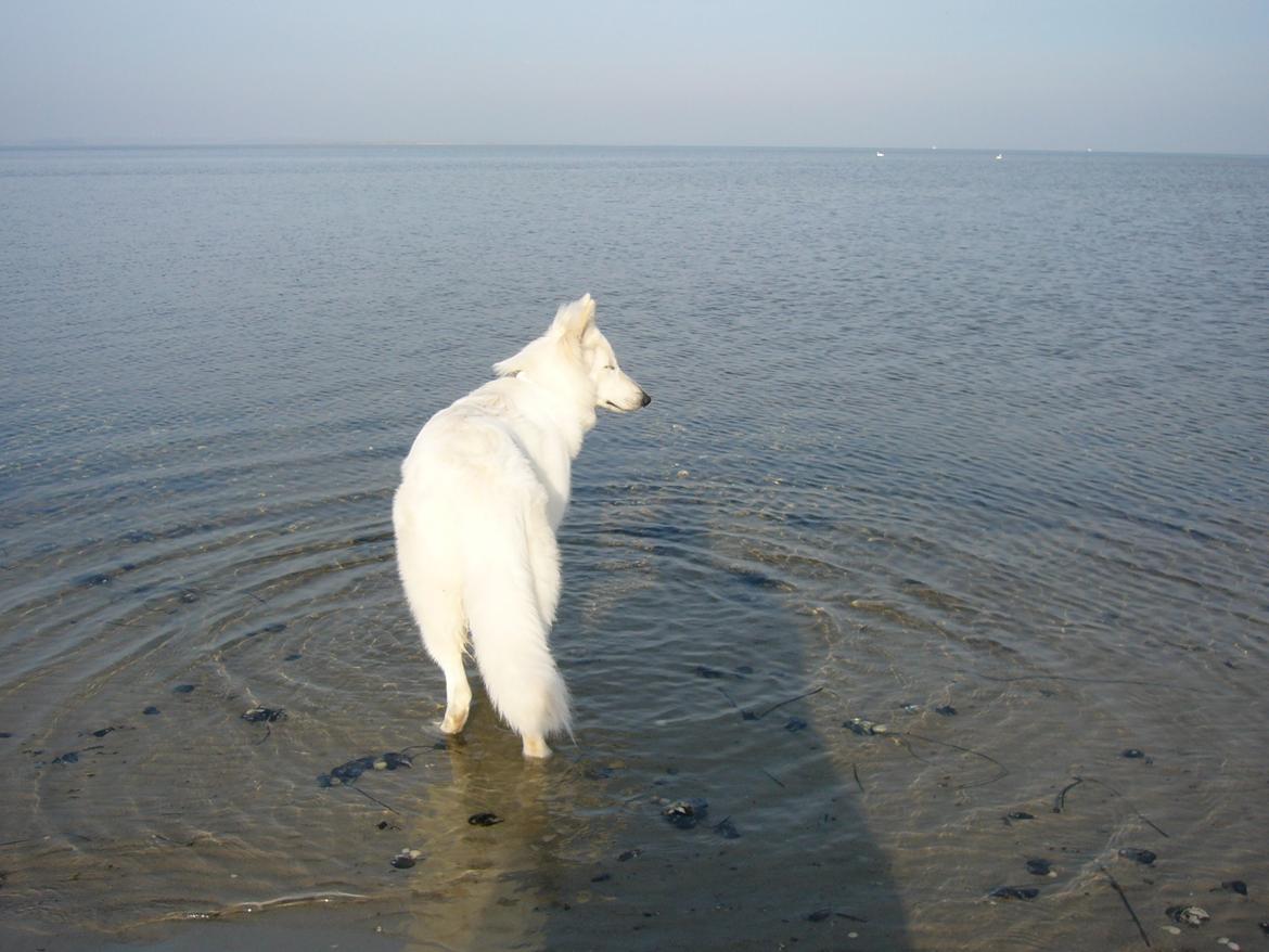 Hvid Schweizisk Hyrdehund MTM Qing Quicksilver billede 34