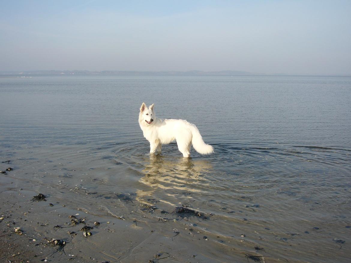 Hvid Schweizisk Hyrdehund MTM Qing Quicksilver billede 35