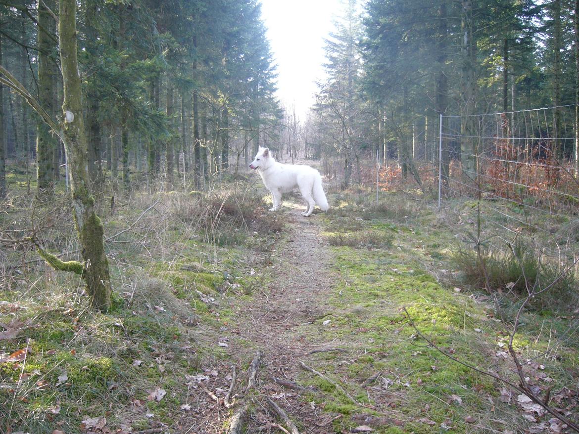 Hvid Schweizisk Hyrdehund MTM Qing Quicksilver billede 36