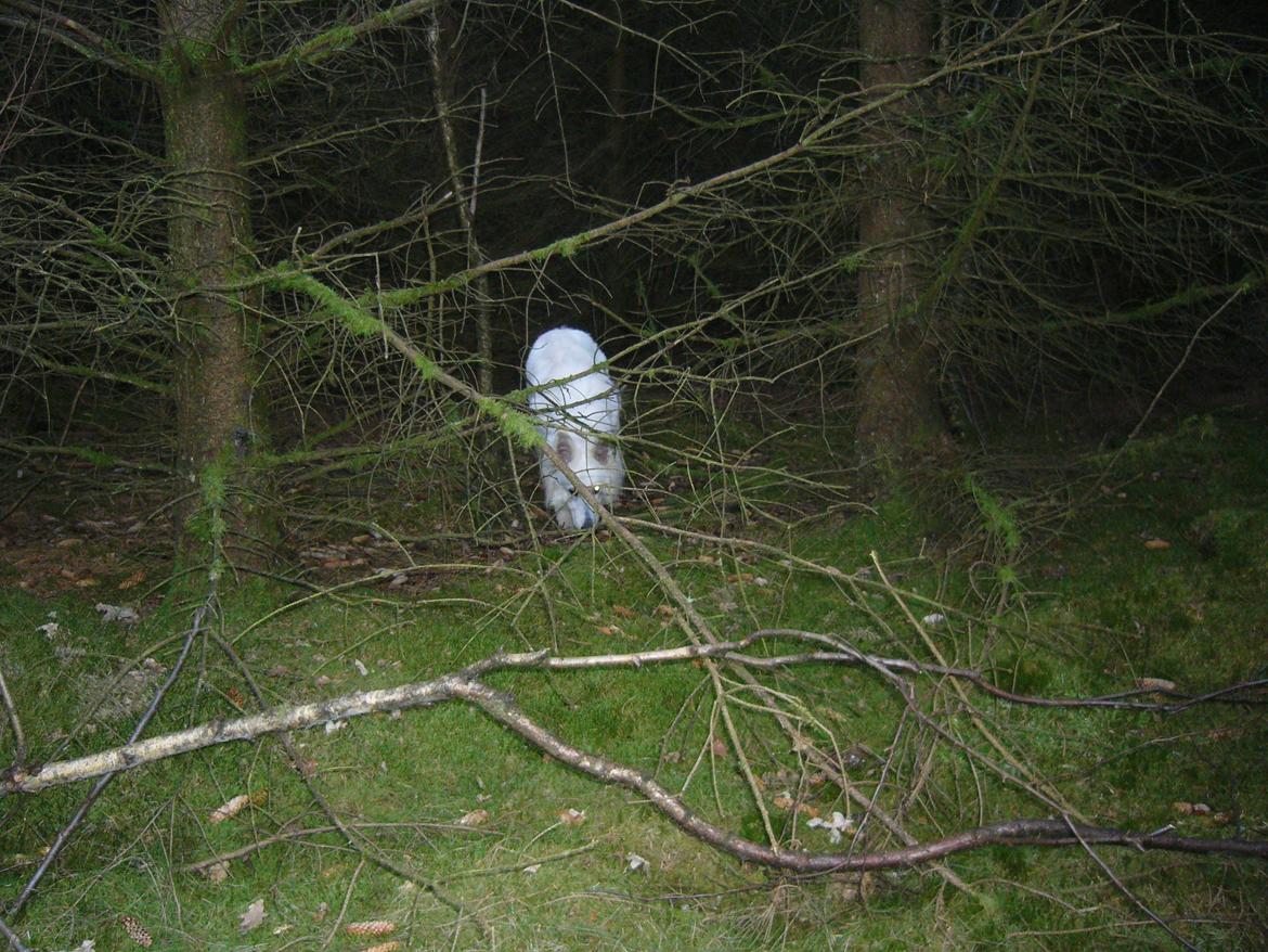 Hvid Schweizisk Hyrdehund MTM Qing Quicksilver billede 37