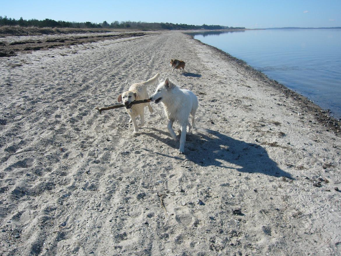 Hvid Schweizisk Hyrdehund MTM Qing Quicksilver billede 38