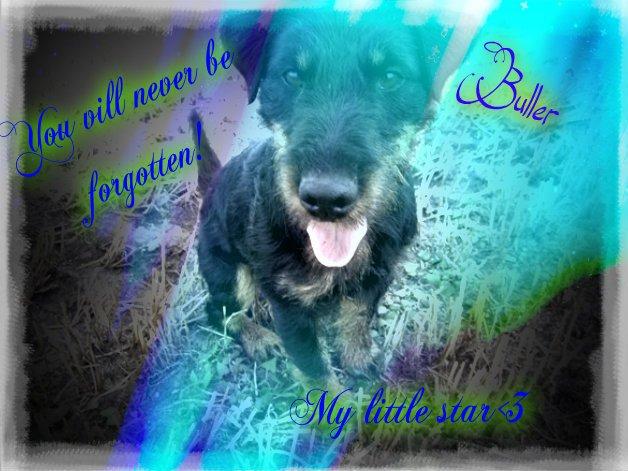 Tysk jagtterrier Buller<3 Farvel min ven <3 billede 1