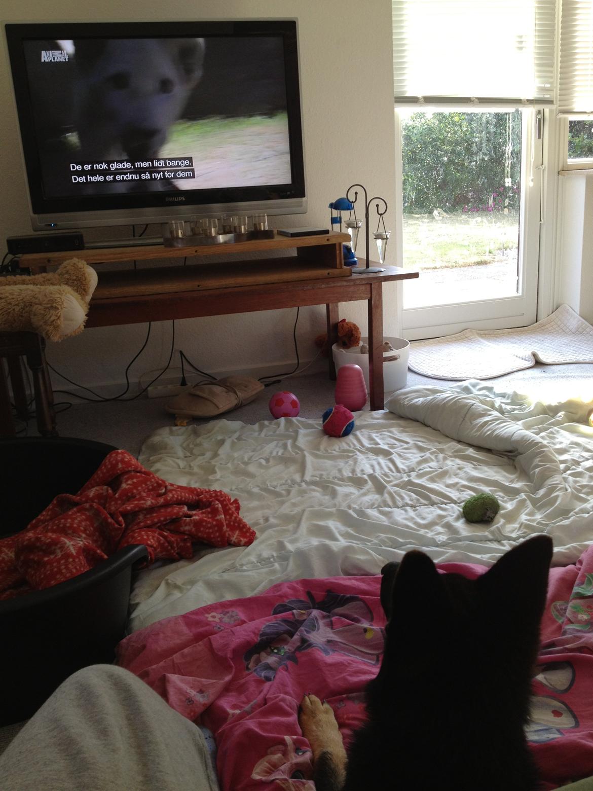 Schæferhund Abardi Ocean - Ocean ser tv med løve unger billede 17