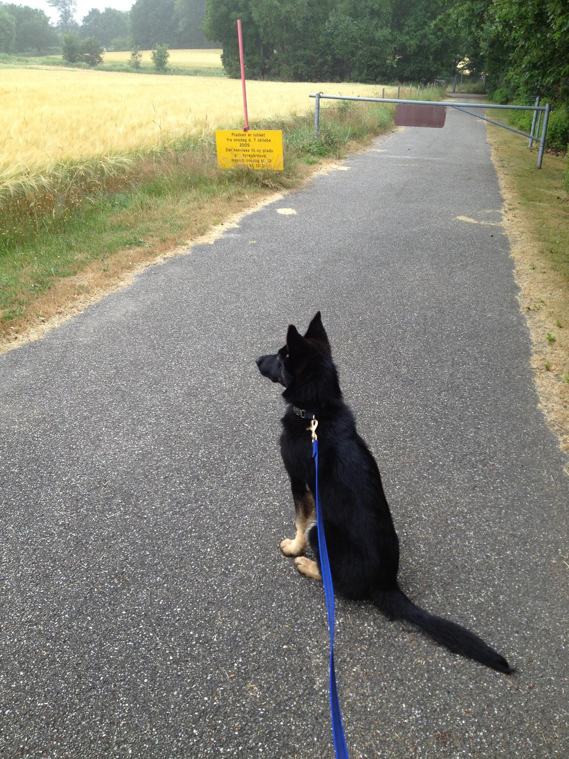 Schæferhund Abardi Ocean - Ocean kigger efter biler og blev fornærmet over den kørte væk, og satte sig ned billede 1