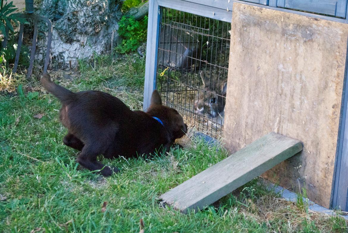 Australsk kelpie Tarrawangas Bingo (Dingo) - 10 uger gammel. Kaniner er spændende! billede 11
