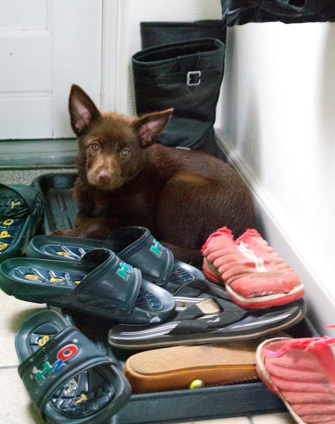 Australsk kelpie Tarrawangas Bingo (Dingo) - 10 uger gammel. Hvad? Måtte jeg ikke ligge i skoene? billede 12