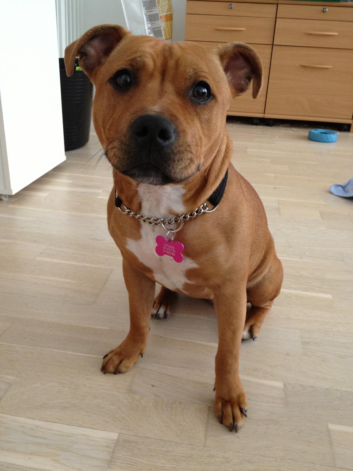 Staffordshire bull terrier Maggie - <3 billede 44