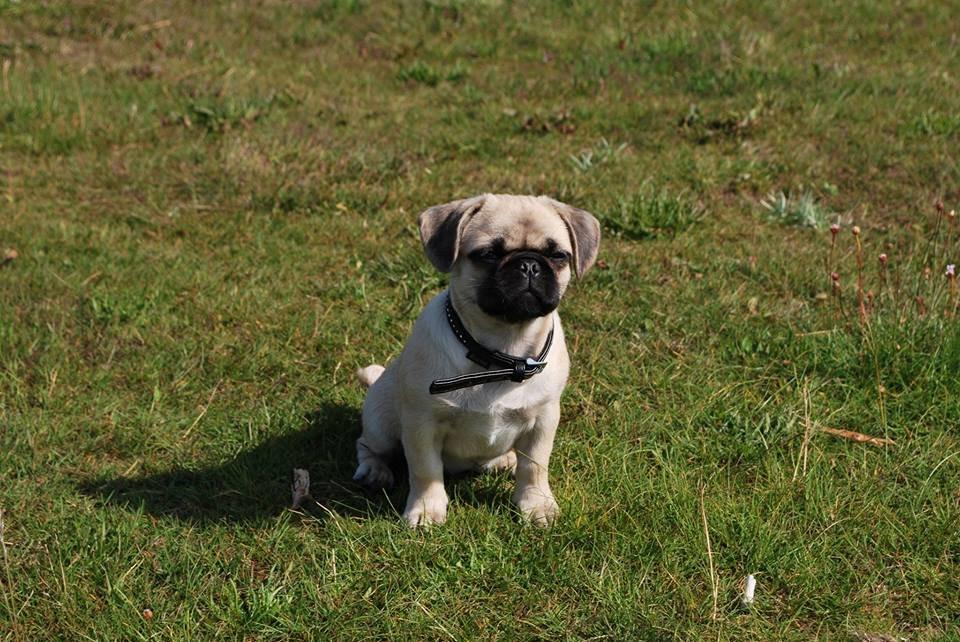 Mops Angel billede 12